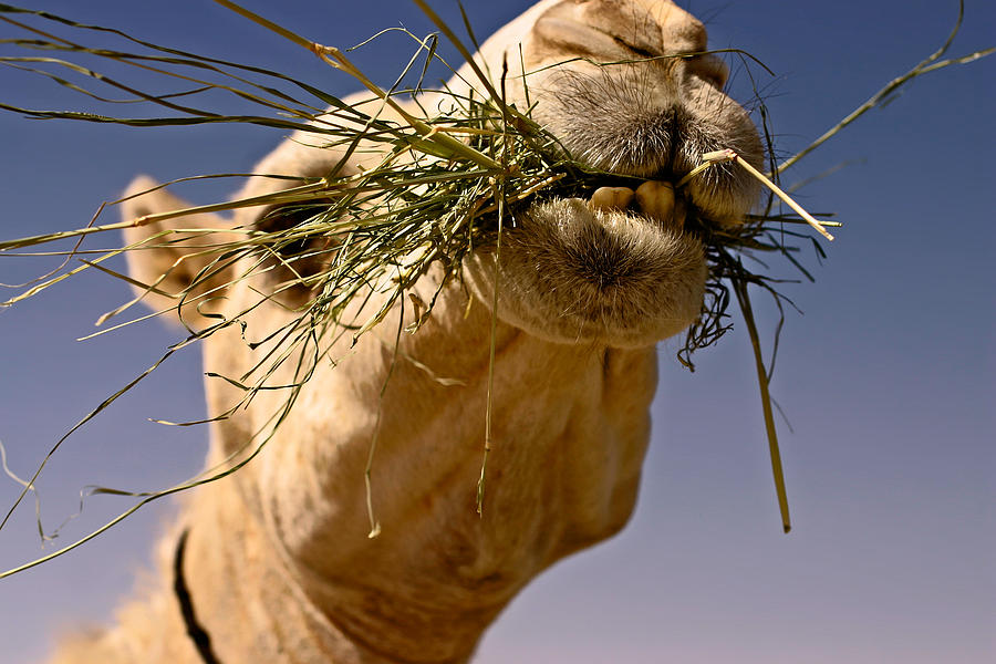 Camel Photograph - Vitamins and Minerals by Thorne Owenly