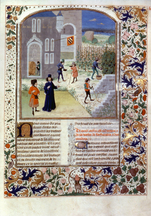Viticulture, C1470 Painting by Granger