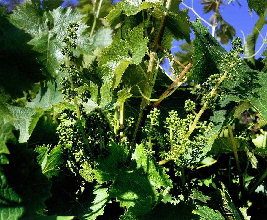 Vitis Vinifera. Photograph by David Henderson/science Photo Library ...