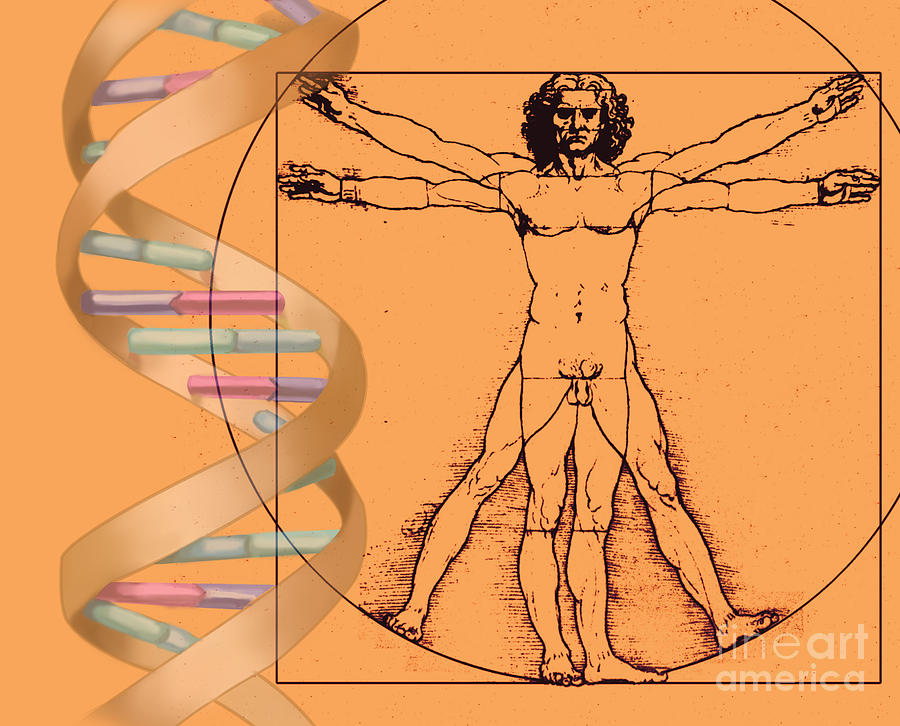 Vitruvian Man With Dna Photograph by Spencer Sutton