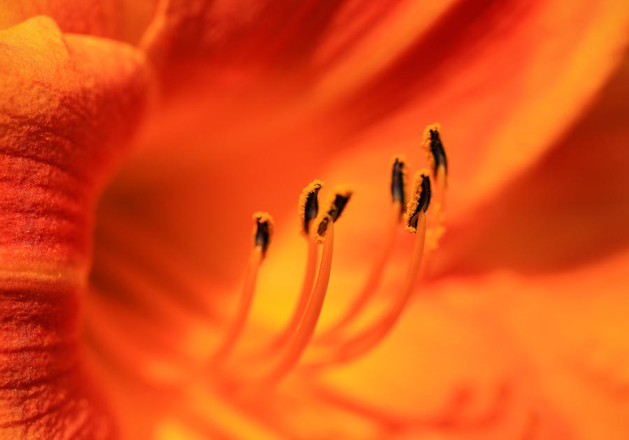 Vivacious Orange Lily Photograph by Rachel Cohen