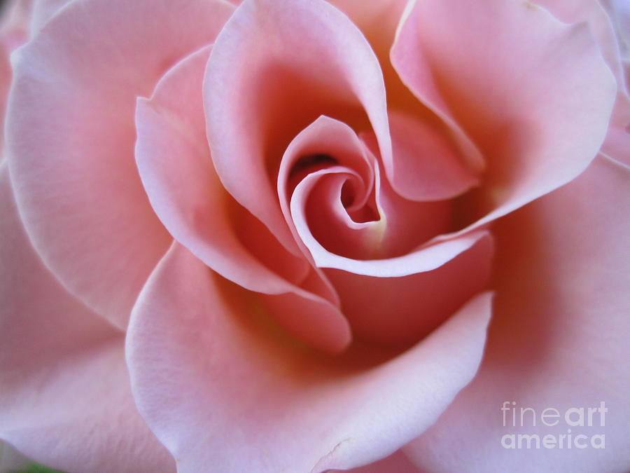 Vivacious Pink Rose 4 Photograph by Tara  Shalton