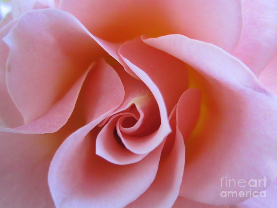 Vivacious Pink Rose Photograph by Tara  Shalton