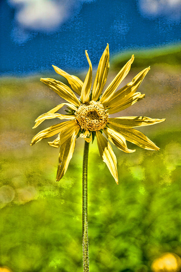 Vivacious Sunflower Photograph by Jerry Nettik