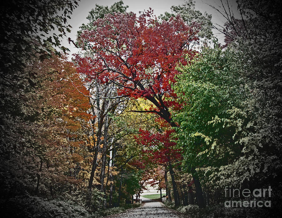 Vivid Autumn Lane Tunnel Vision Photograph