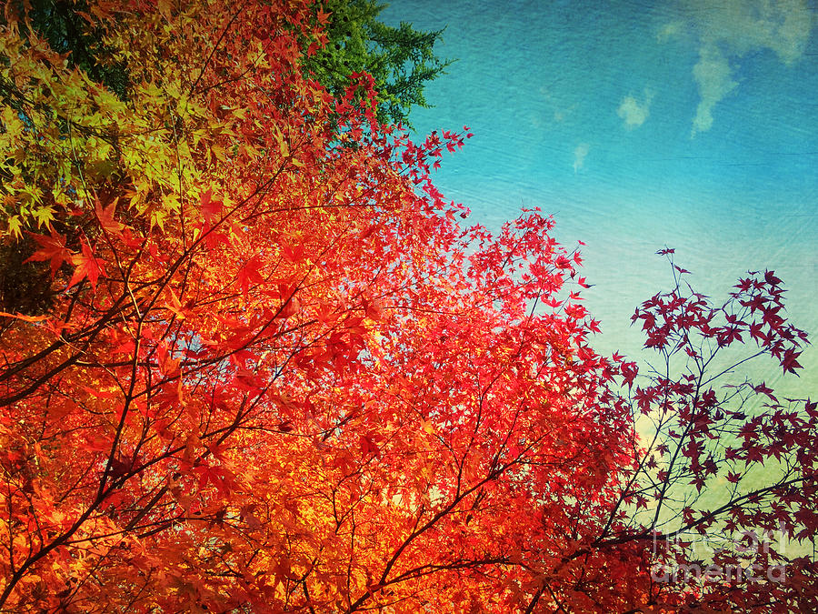 Vivid Autumn Maple Leaves Painterly Textures Photograph by Beverly Claire Kaiya