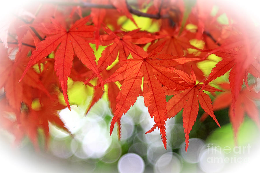 Fall Photograph - Vivid Autumn Maple Leaves with White Bokeh by Beverly Claire Kaiya