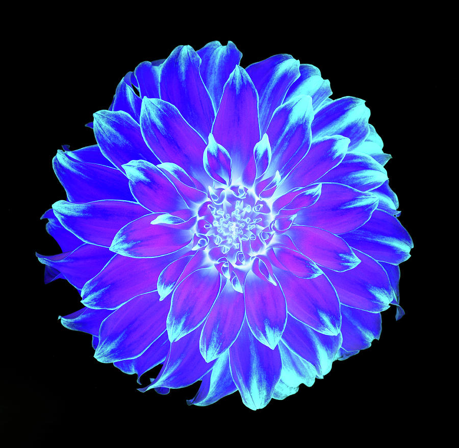 Vivid Blue, Purple And Turquoise Dahlia Photograph by Rosemary Calvert