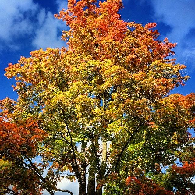 Fall Photograph - Vivid Color In Lehman Center by Aaron Campbell