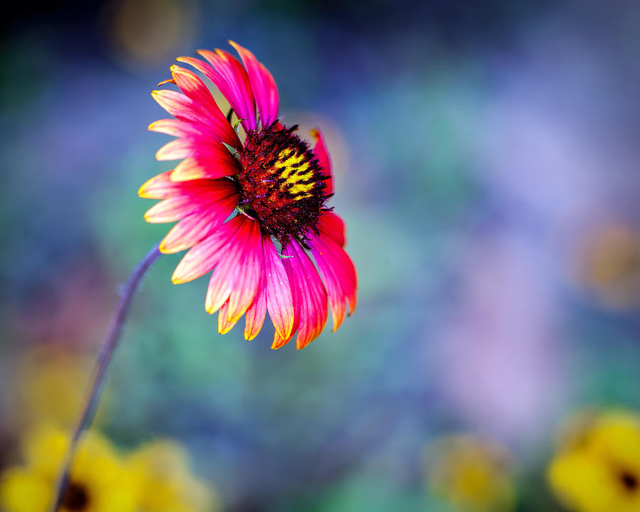 Vivid colors Photograph by Tammy Smith