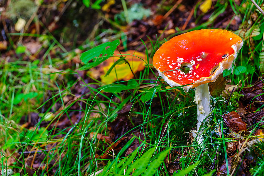Vivid Fungi Photograph
