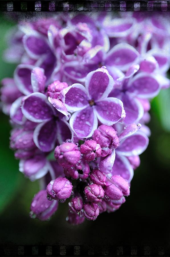 Vivid Lilac Photograph by Sandra Sigfusson