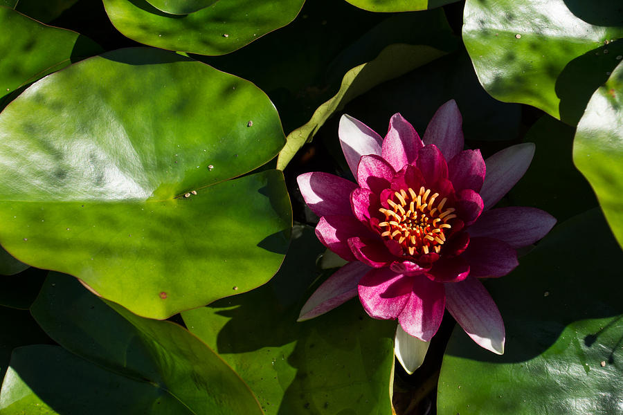 Vivid Magenta Lotus Bloom Photograph by Georgia Mizuleva