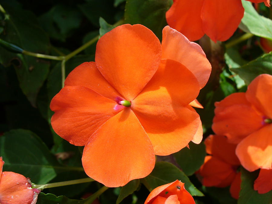 Vivid Orange Vermillion Impatiens Flower Photograph by Tracey ...