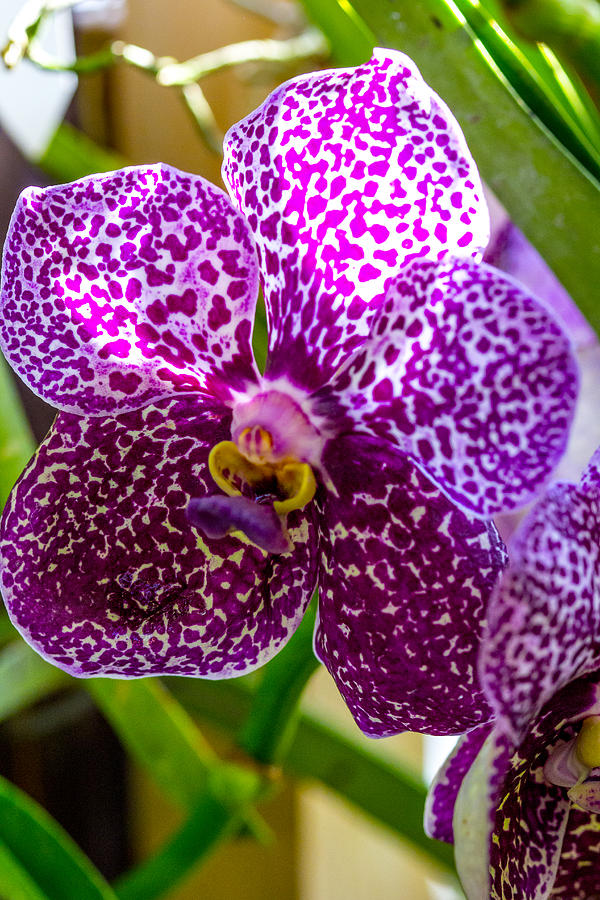 Vivid Orchid Photograph By Robert Storost - Fine Art America