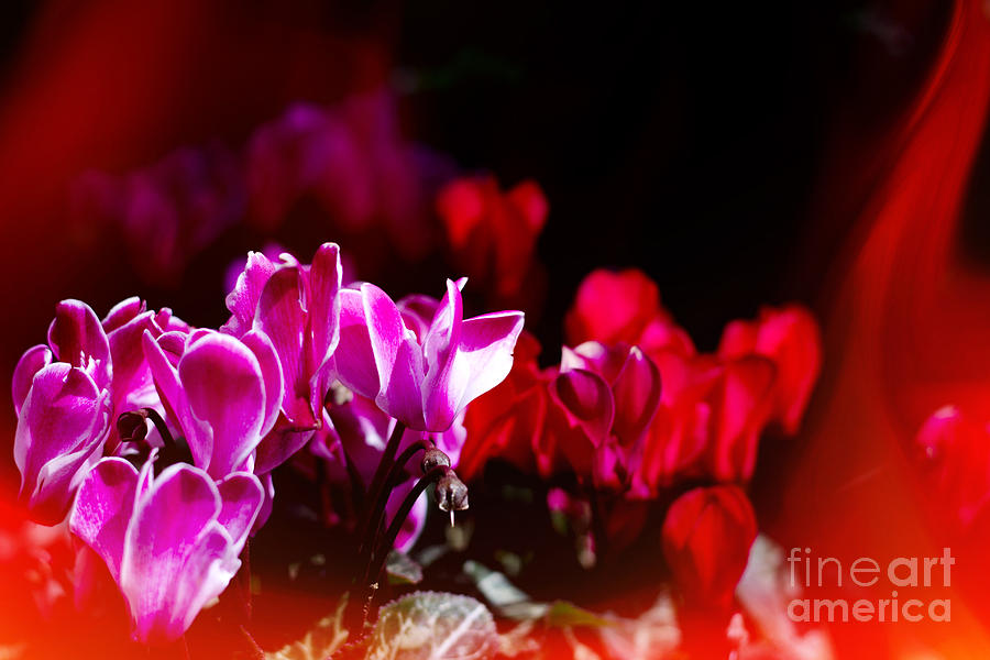 Vivid Pink and Red Flowers with Flame-like Light Leak Photograph by Beverly Claire Kaiya