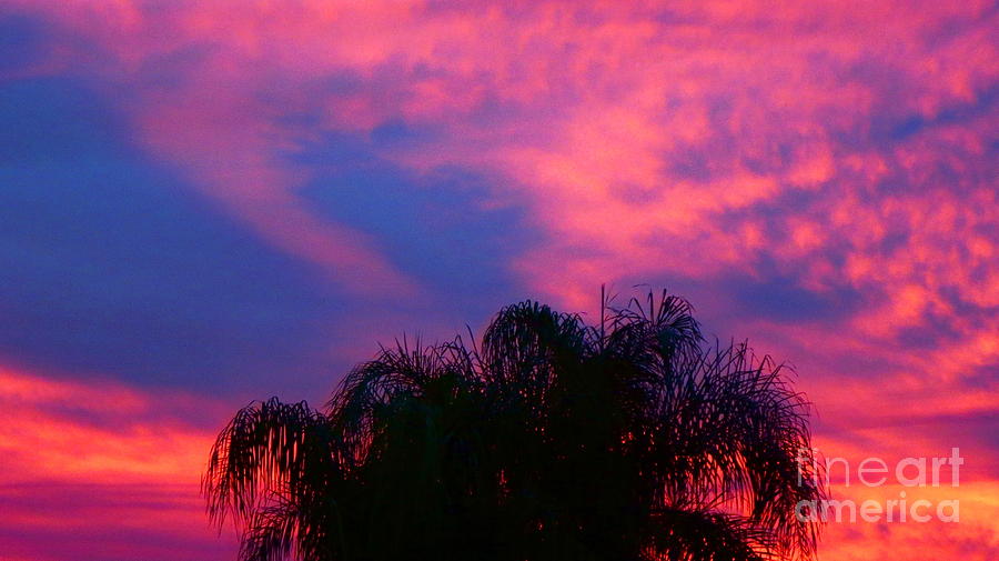 Vivid Purple Blue and Golden Orange Sunset Clouds lll with Palm Tree Silo. Photograph by Robert Birkenes