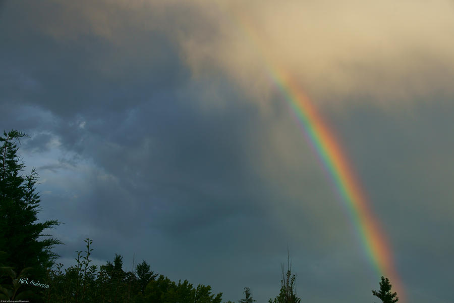 Tree Photograph - Vivid Rainbow in Downpour by Mick Anderson