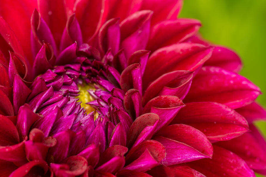 Vivid Red Dahlia Photograph by Lindley Johnson