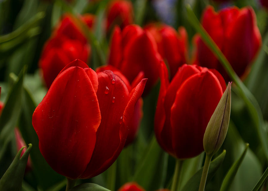 Vivid Red Tulip Garden Photograph by Georgia Mizuleva