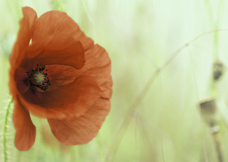 Vivid Red Wild Poppy Flower Photograph by Dirk Ercken