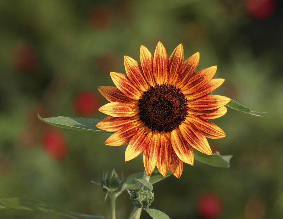 Vivid Sunflower Photograph by Gregory Scott