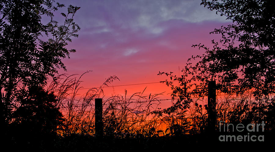 Sunset Photograph - Vivid Sunset by Liz  Alderdice
