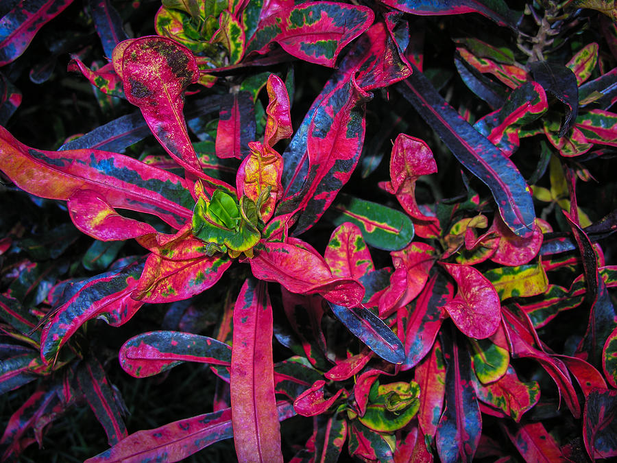 Vivid Variegated Croton Photograph by Penny Lisowski