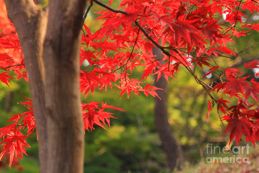 Vivid Vermillion Maple Leaves in Autumn Photograph by Beverly Claire Kaiya