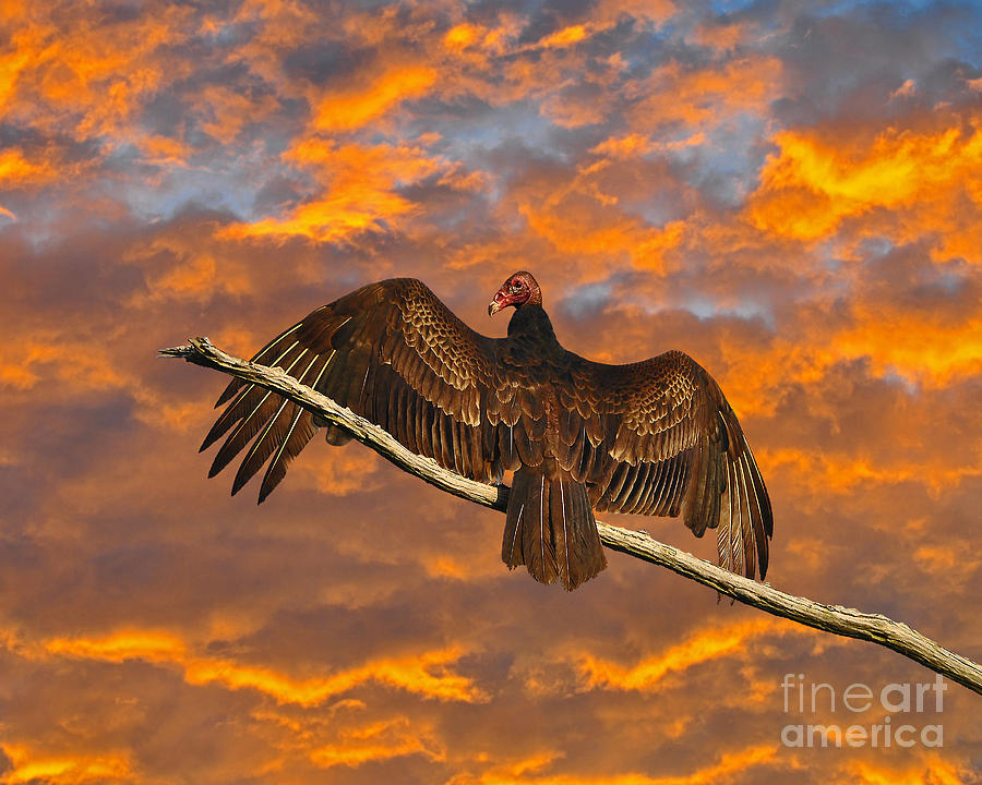Vulture Photograph - Vivid Vulture by Al Powell Photography USA