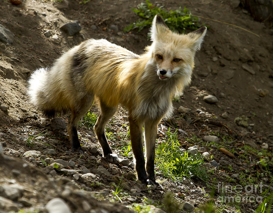 Vixen Fox 4425 Photograph by J L Woody Wooden Fine Art America