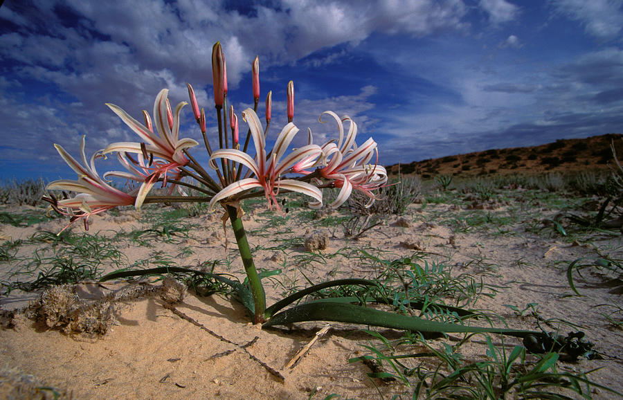 Vlei Lily In Flower Photograph by Nigel Dennis