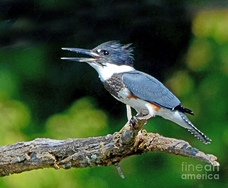 Vocal Belted Kingfisher Photograph by Rodney Campbell