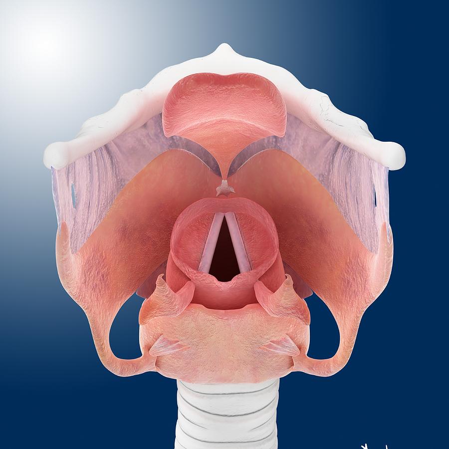 Tissue Photograph - Vocal cords, artwork by Science Photo Library