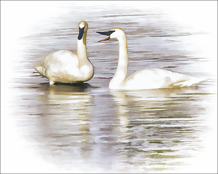 Vocal Swan Photograph