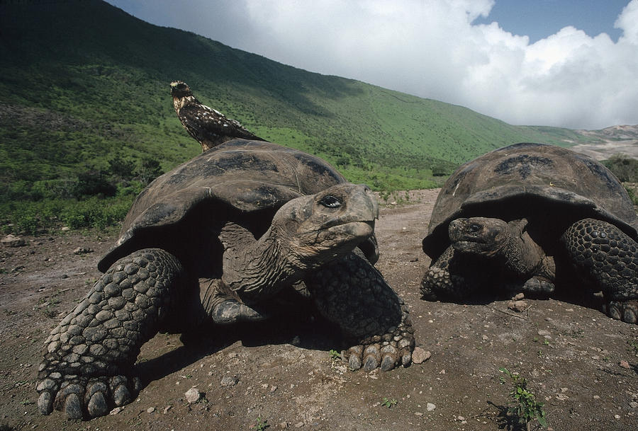 Volcan Alcedo Giant Tortoise Photograph by Tui De Roy