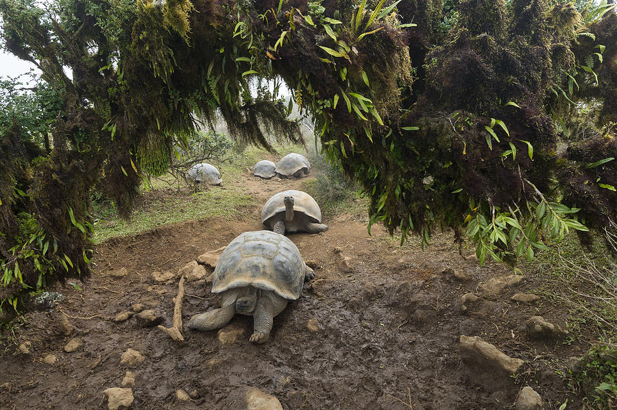 Volcan Alcedo Giant Tortoises Galapagos Photograph by Tui De Roy