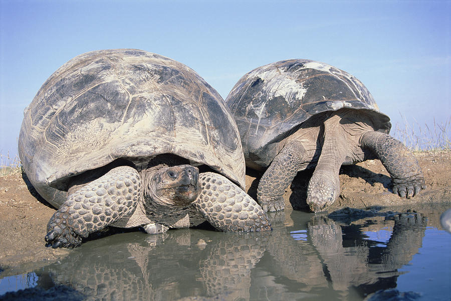 Volcan Alcedo Giant Tortoises Pair Photograph by Tui De Roy