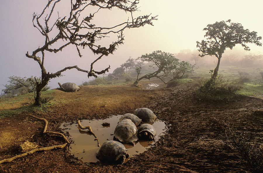Adult Photograph - Volcan Alcedo Giant Tortoises Wallowing by D. Parer & E. Parer-Cook
