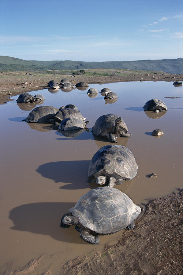 Volcan Alcedo Giant Tortoises Wallowing Photograph by Tui De Roy