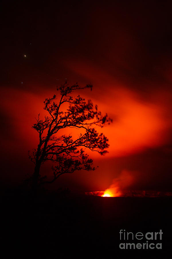 Tree Photograph - Volcano National Park Hawaii by Joanne Markiewicz