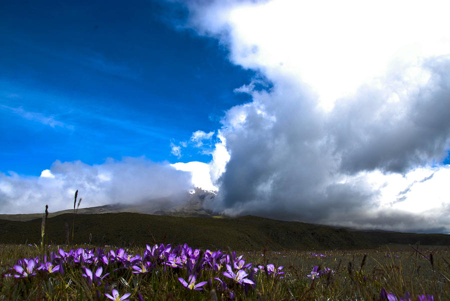 Flowers Volcano Vally Photograph by Will Burlingham