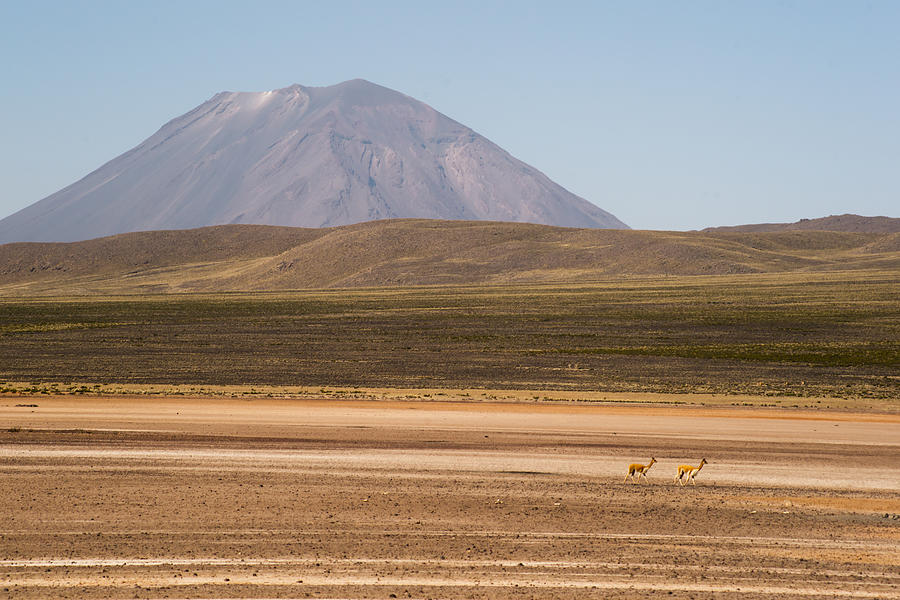 Volcanoes and Vicuna Photograph by Kent Nancollas