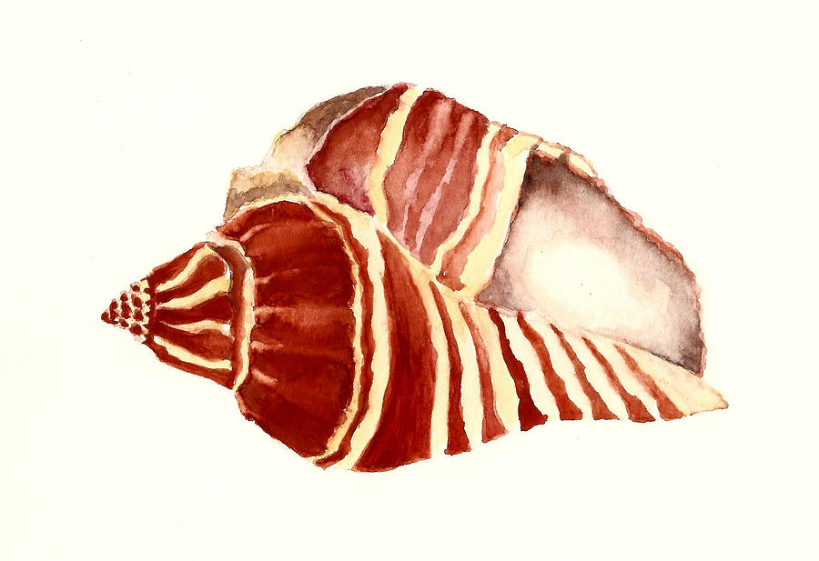 Vole Sea Shell Painting by Michael Vigliotti