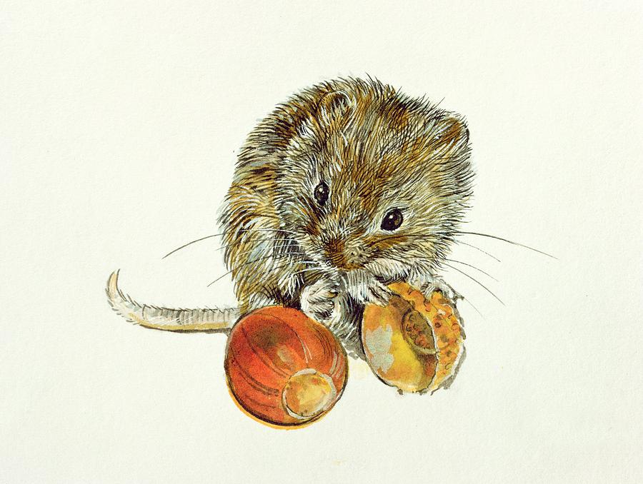 Whiskers Photograph - Vole With An Acorn by Diane Matthes