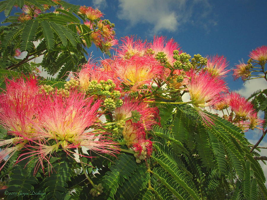 Voluntary Mimosa Tree Photograph by Joyce Dickens
