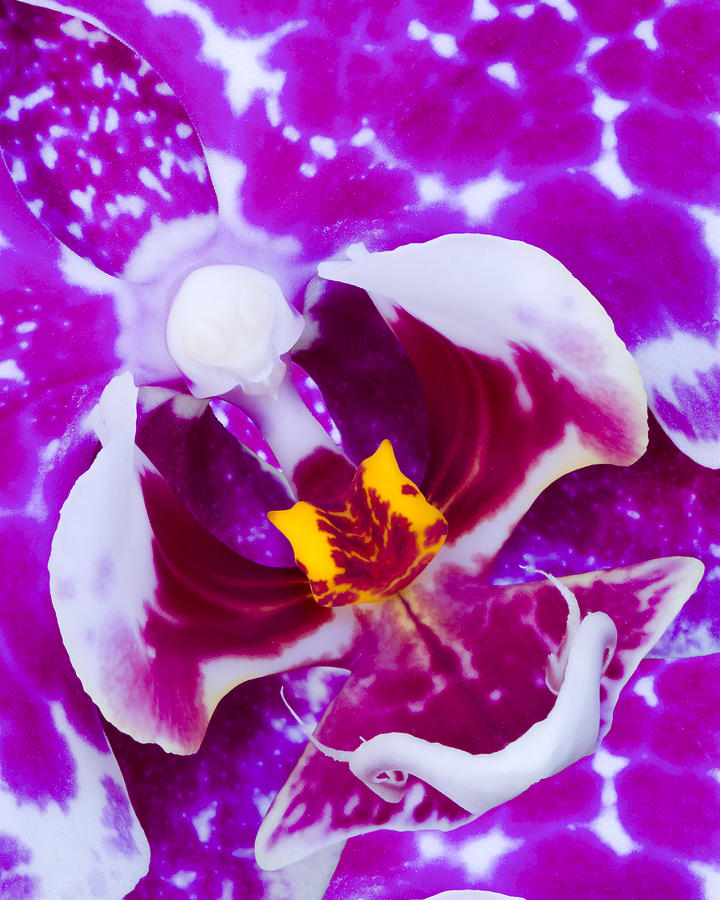 Orchid Photograph - Voluptas II  by Joseph Erbacher