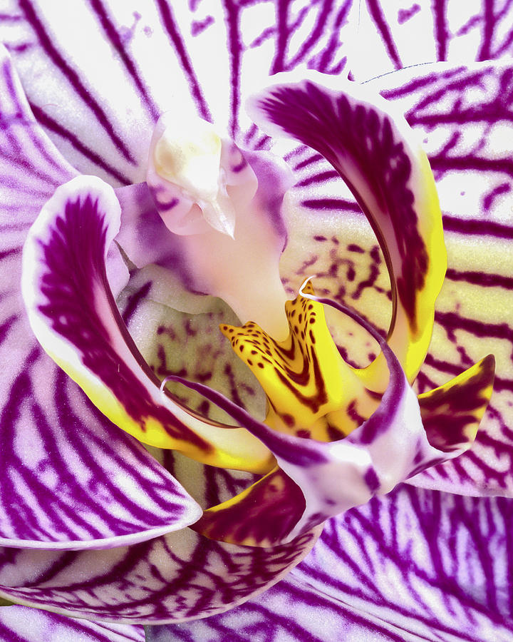 Orchid Photograph - Voluptas -  Magenta Orchid by Joseph Erbacher