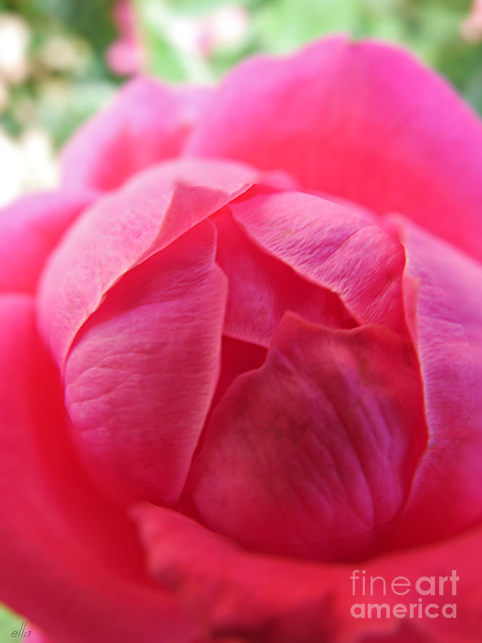 Voluptuous - Pink Rose Photograph by Ella Kaye Dickey