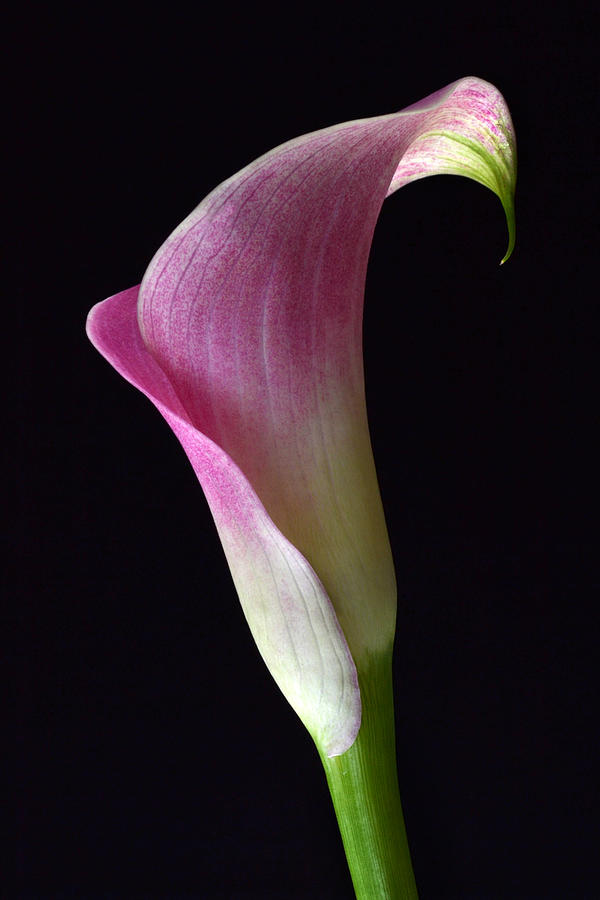 Volute Calla Photograph by Terence Davis